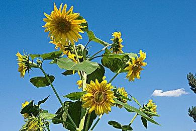 IGN8分游戏《小缇娜的奇幻之地》11分钟合作模式演示