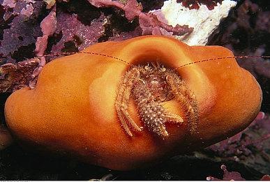 模拟游戏《孤独的独立游戏开发者的一生》公布 只有独立游戏开发者懂的苦