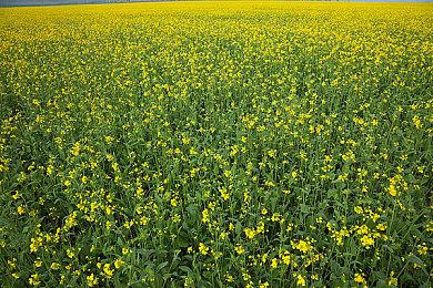 《刺客信条：影》正史模式介绍 沉浸式体验游戏进程